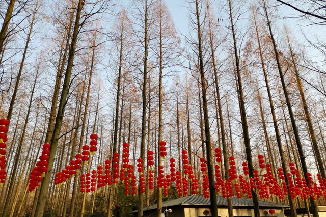 置身於綠色的海洋~~東平國家森林公園