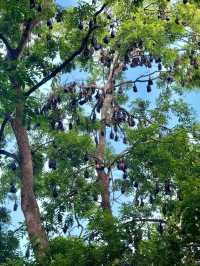 Explore the Royal Botanical Gardens in Kandy, Sri Lanka