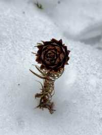 成都周邊一個小時就能到達這個玩雪聖地！