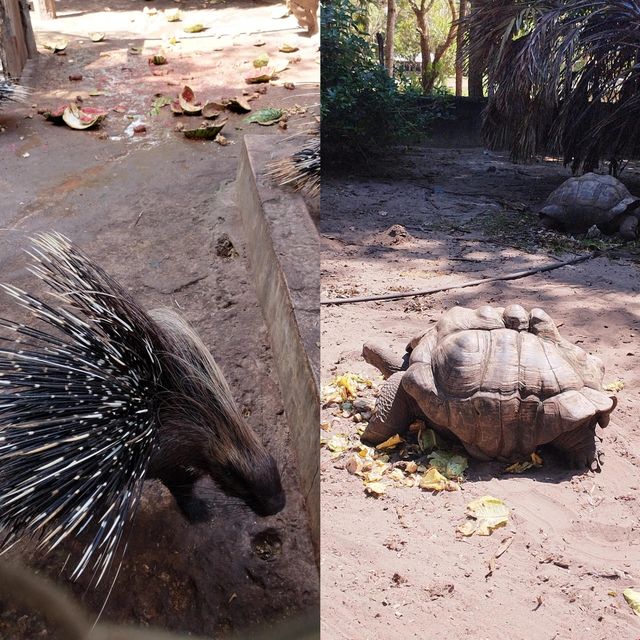 達累斯薩拉姆動物園，與非洲野生動物親密接觸的超讚體驗