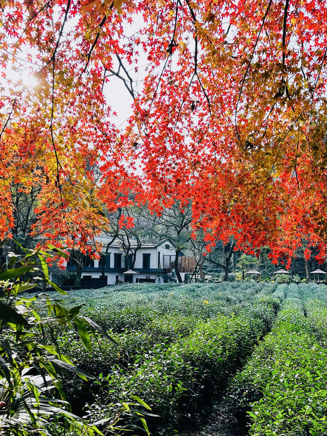 西湖風景區的茶園