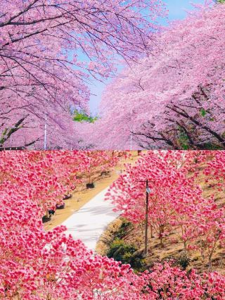 6 Beautiful Flower Viewing Spots in Guangdong from January to March