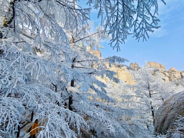 嶗山巨峰霧凇|青島冬日限定仙境 嶗山巨峰霧凇|青島冬日限定仙境