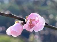 2月華南迎來桃花盛開
