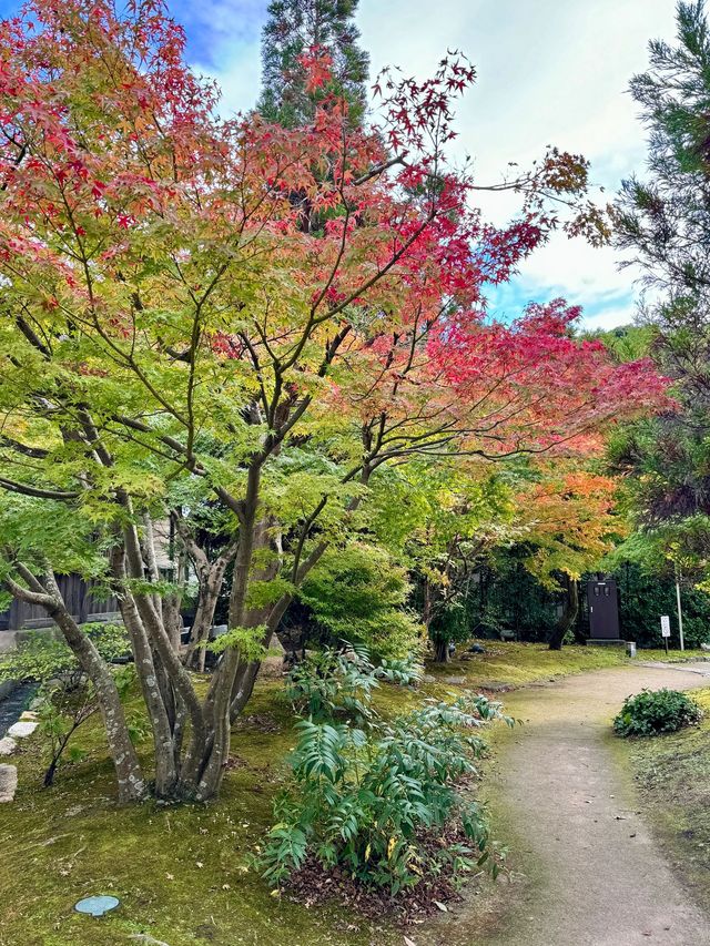 深入日本森林 探索自然的氣息