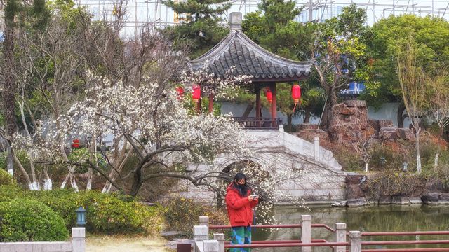 常熟虞山：邂逅春日梅海與中式園林的浪漫