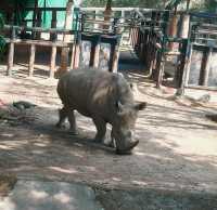 探秘深圳野生動物園，解鎖動物王國新玩法