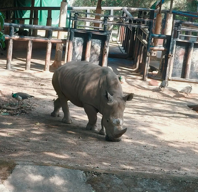 探秘深圳野生動物園，解鎖動物王國新玩法