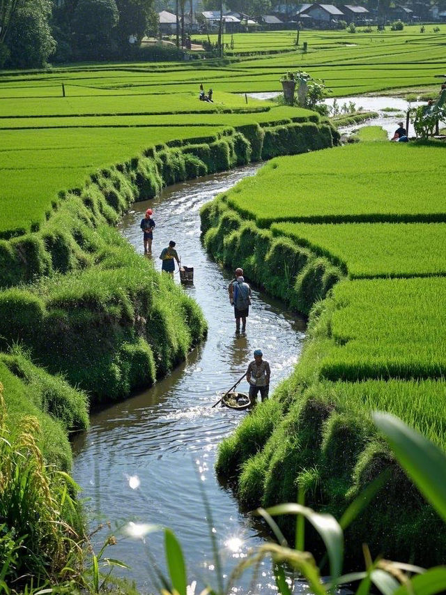 泰境青蓮，心靈牧歌
