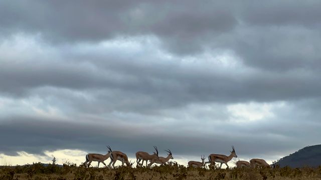 Lemala Ngorongoro Camp坦桑尼亞帳篷酒店