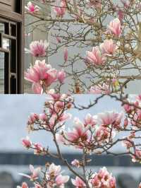 2025 蘇州玉蘭花賞花，3 月限定頂流，錯過再等一年