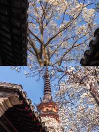 2025 蘇州玉蘭花賞花，3 月限定頂流，錯過再等一年