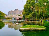 望月公園賞櫻花