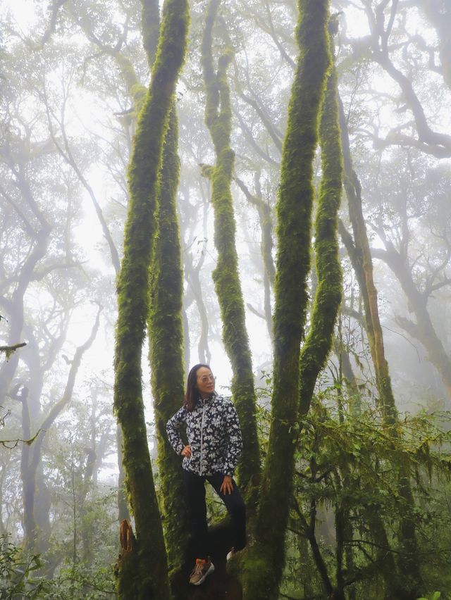 金山原始森林 • 哀牢山的綠野仙蹤又似現實版的伊甸園