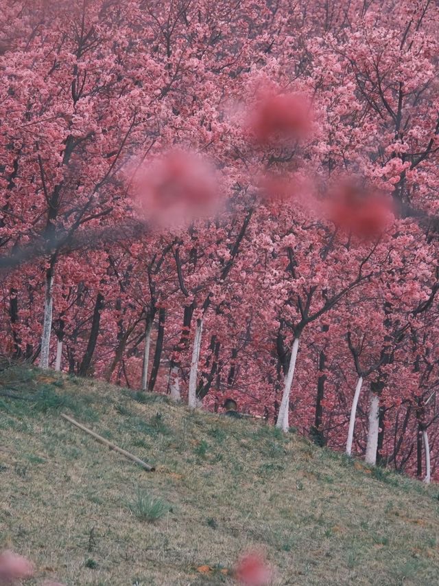 解鎖雲南限定美景，邂逅小眾花海