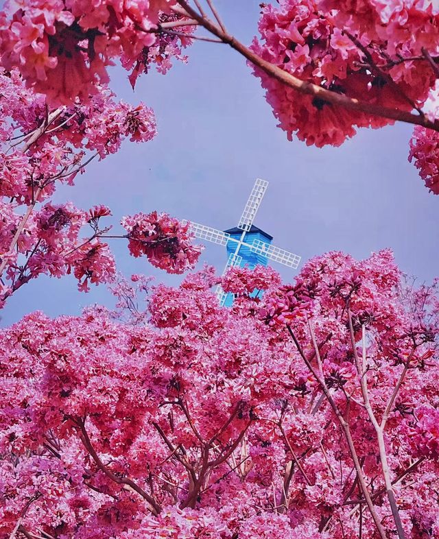 救命！誤入童話仙境～廣東這片粉色花海封神了