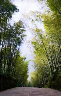 蜀南竹海：赴一場綠野仙蹤之約