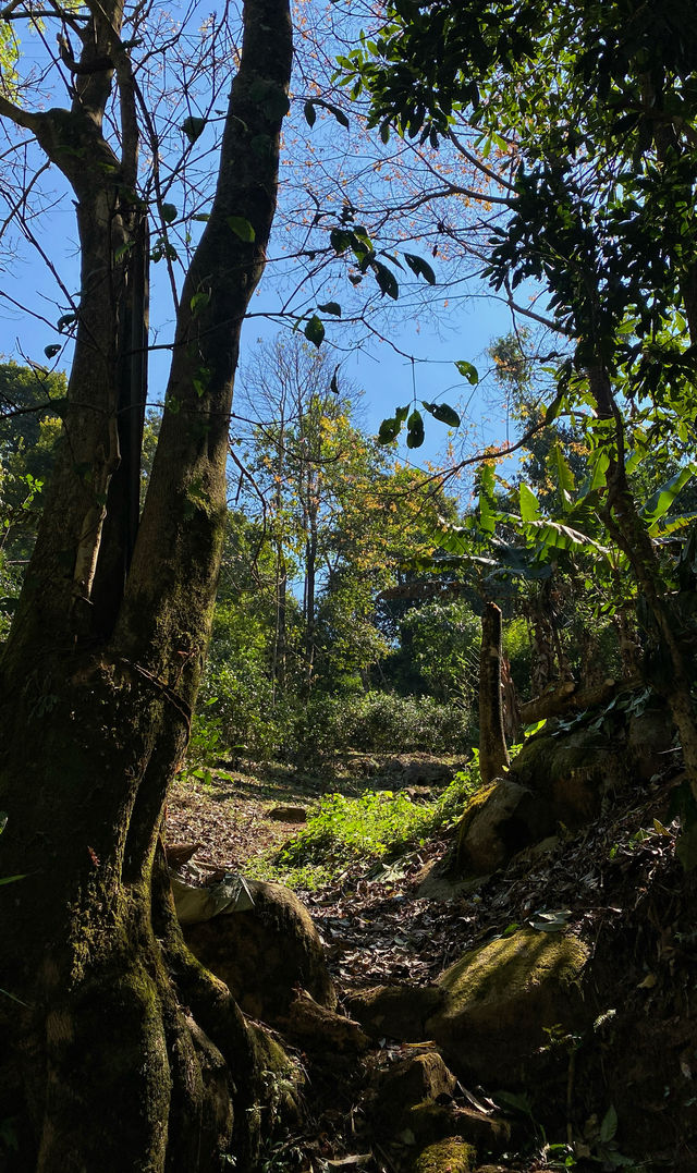 西雙版納南糯山，茶山十公里「慢搖」路線！