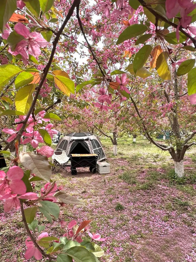 西安最美的海棠花海真係靚到暈低