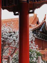 蘇州小眾賞玉蘭花聖地，美到失語