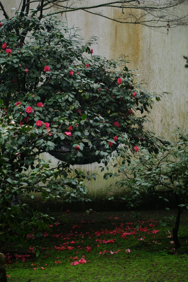 雨中上山探西湖茶園