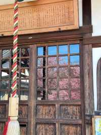 京都で楽しむ早春の桜