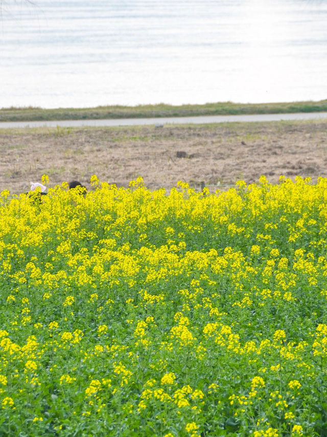 武漢「海」邊油菜花盛開，怎麼拍都出片！