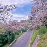 🌸白石川堤一目千本櫻，這趟真不虛此行！
