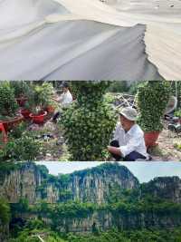迪石尋光：越南南隅的夢幻交織