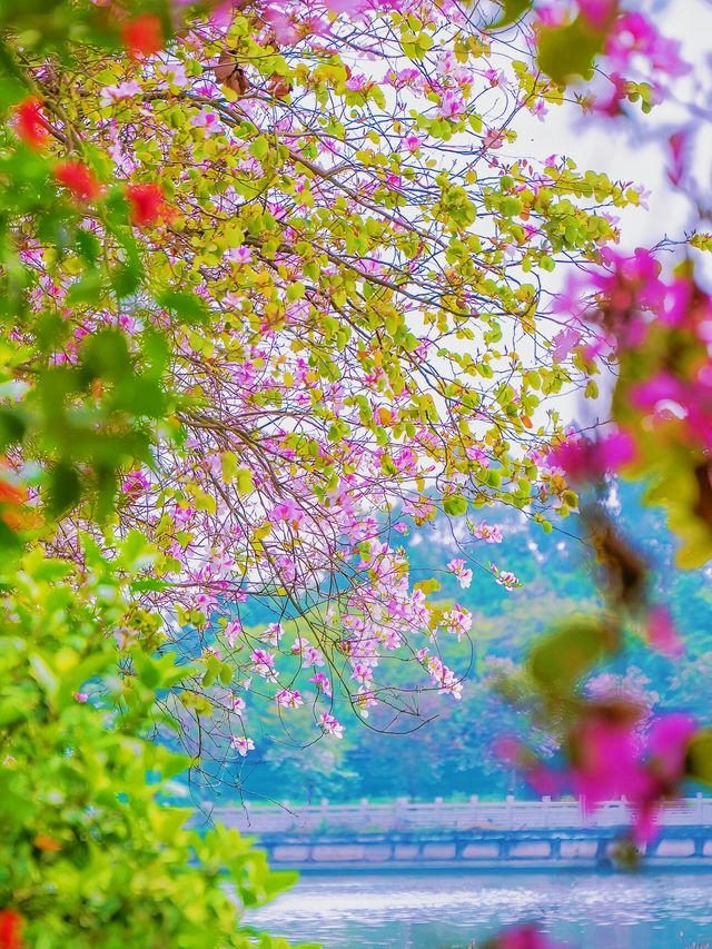 踏入海珠國家濕地公園，在濕地的靜謐中聆聽自然的淺吟低唱