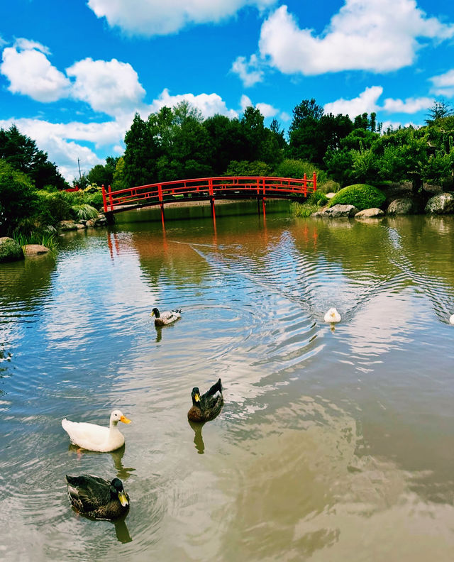 澳洲圖文巴旅遊攻略｜花園之城的浪漫與美食