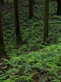救命！成都周邊呢片森林簡直係綠野仙蹤本蹤！