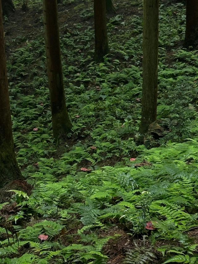 救命！成都周邊呢片森林簡直係綠野仙蹤本蹤！