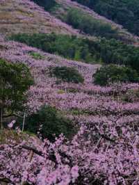 成都3月徒步桃花海｜避開人潮私藏路線