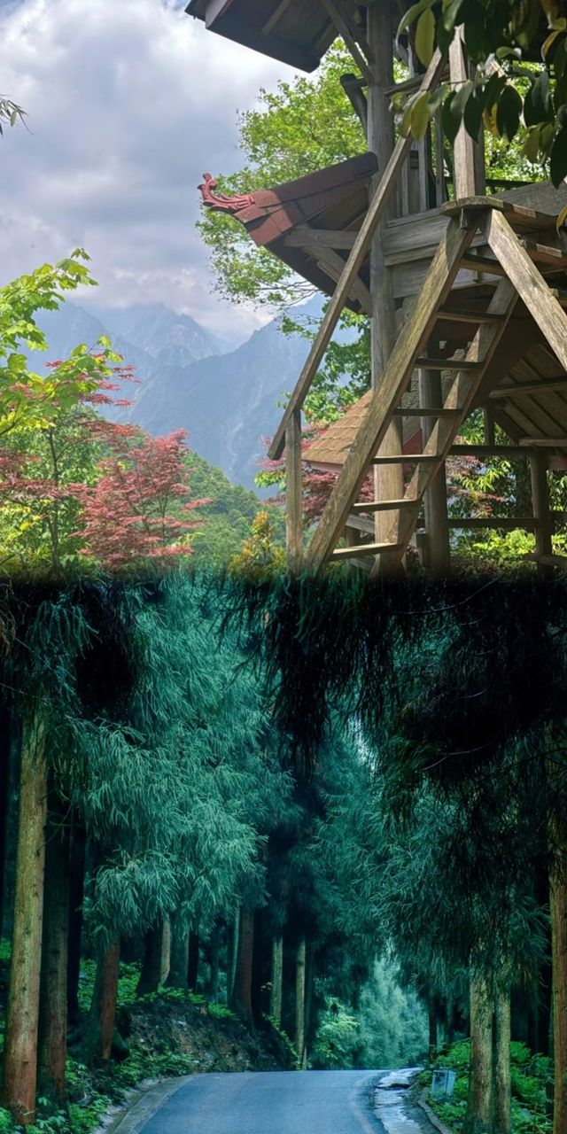 成都周邊4月的杜鵑森林，等你來探！