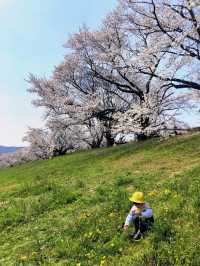 Kyoto and Nara: 4-Day Cherry Blossom Guide 🌸 Detailed Cherry Blossom and Deer Feeding Plan
