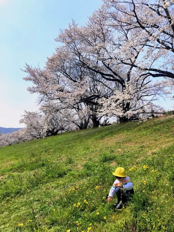 Kyoto and Nara: 4-Day Cherry Blossom Guide 🌸 Detailed Cherry Blossom and Deer Feeding Plan