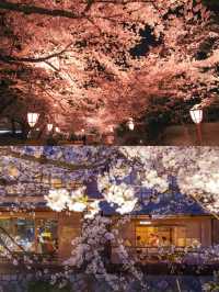 Complete Guide to Cherry Blossom Viewing in Kansai, Japan 🌸