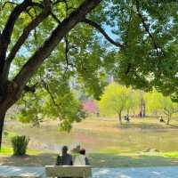 3.20實拍！武漢這個公園美到封神
