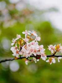 杭州青芝塢賞桃花週末攻略來啦