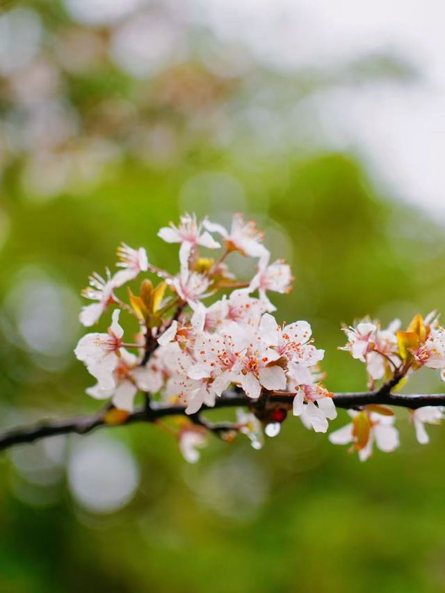 杭州青芝塢賞桃花週末攻略來啦