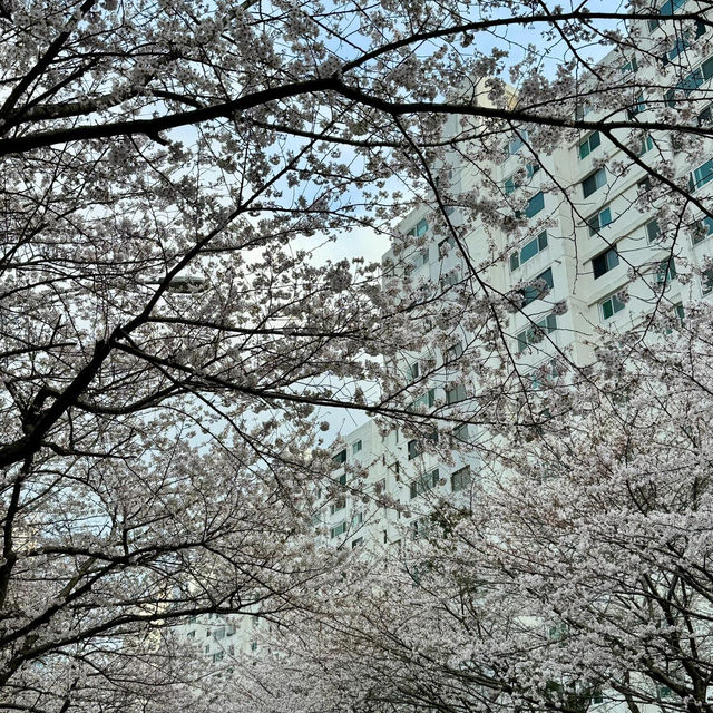 🇰🇷釜山的春天，只去這5個地方就夠了！