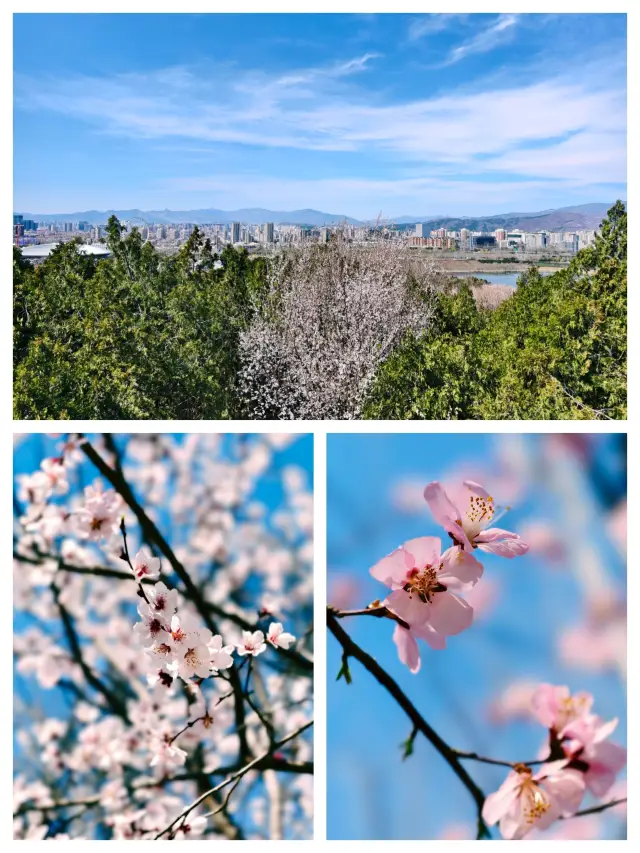 A Day Trip to Laoshan Urban Leisure Park for Peach Blossom Viewing in Beijing
