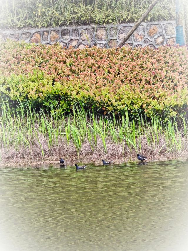 坐落在金沙江畔的公園