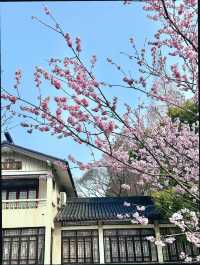 江蘇無錫｜清明賞櫻花兩天一夜攻略