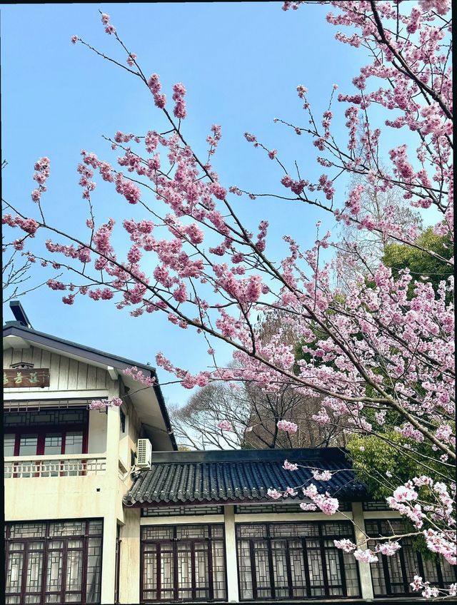 江蘇無錫｜清明賞櫻花兩天一夜攻略