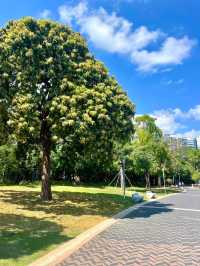深圳灣公園，超級愜意的海濱漫步勝地✨