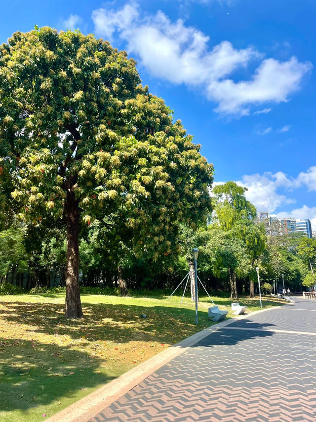 深圳灣公園，超級愜意的海濱漫步勝地✨
