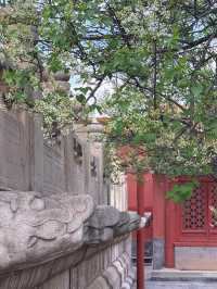 北京故宮｜春天紫禁城賞花季