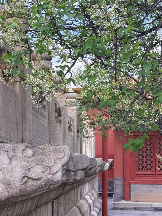 北京故宮｜春天紫禁城賞花季